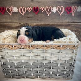 Boston - Tri-color male Bernedoodle puppy in Idaho from Bernese By Barzees
