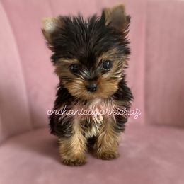Yorkshire Terrier Puppies from Enchanted Yorkies