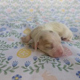 Cavapoo Puppies from Deshea LeBlanc