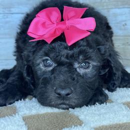 Rosie - Black female Goldendoodle puppy in Litchfield, Connecticut from Gracie Doodles CT