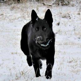 Timber - German Shepherd