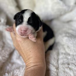 Girl 1 - female Bernedoodle puppy in Superior, Arizona from Mountain Bridge Doodles
