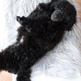 Poodle Puppies from Laminin Poodles