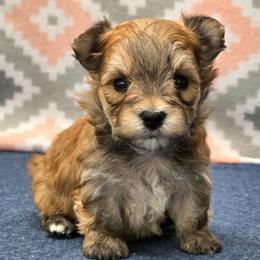 Frankie SMALL - Gold male Morkie puppy in Monticello, Iowa from Ashley’s Puppies