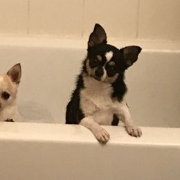 Elsa - Chihuahua
