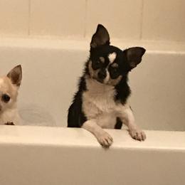 Elsa - Chihuahua