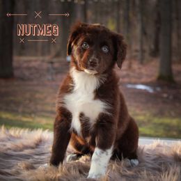 Nutmeg - Red & white Australian Shepherd puppy in Coldwater, Michigan from Northern Star Australian Shepherds