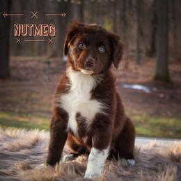 Nutmeg - Red & white Australian Shepherd puppy in Coldwater, Michigan from Northern Star Australian Shepherds