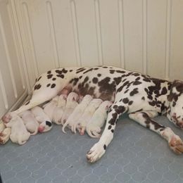 Blue Boy - White and black male Dalmatian puppy in Spring Branch, Texas from D'vine Dalmatians