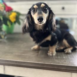 Dachshund Puppies from Rockin' M’s LilBitty Dachshunds (LBD)