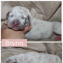 Brynn - Merle female Great Dane puppy in Spokane, Washington from Phoenix Family Danes
