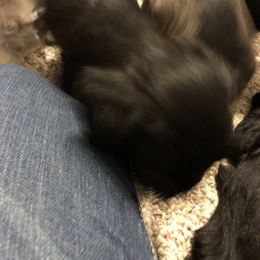 Miniature Schnauzer and Poodle Puppies from Bits & Bytes Farm