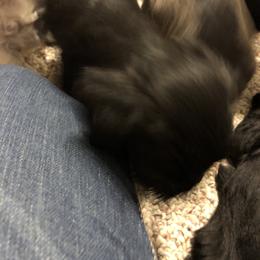 Miniature Schnauzer and Poodle Puppies from Bits & Bytes Farm