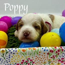 Bernedoodle, Goldendoodle, and Golden Mountain Doodle Puppies from Bailey Mountain Doodles