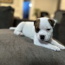 Staffordshire Bull Terrier Puppies from Lucky Staffs