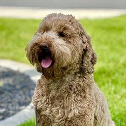 Greta - Australian Labradoodle