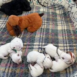 West Highland White Terrier puppies from Winchester West Highlands