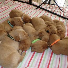 Golden Retriever Puppies from Brisas Goldens