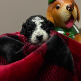 Orange boy - Parti male Poodle puppy in Nolensville, Tennessee from White Willow Poodles