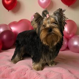 Yorkshire Terrier puppies from Yorkies Kisses