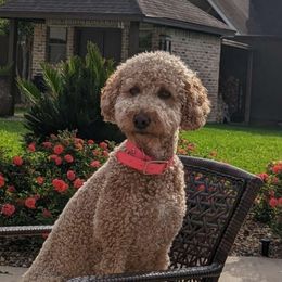 Piper - Poodle