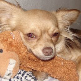 Chihuahuas from Dawn Reitzel's Chihuahuas