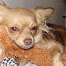 Chihuahuas from Dawn Reitzel's Chihuahuas