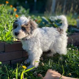 Calendula - Parti female Goldendoodle puppy in Eaton, Ohio from Dezi’s Sonshine Doodles