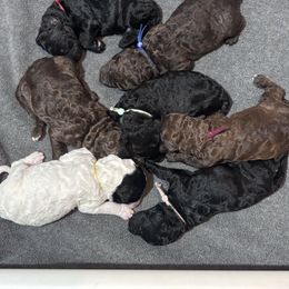Poodle puppies from KG Poodle Haus