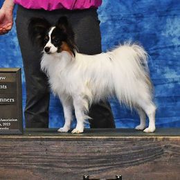 Loki - Papillon