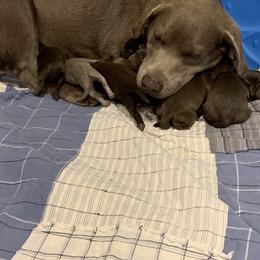 Dilute Retriever Puppies from Summer Lovin’ Labradors of Southern