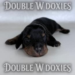BLACKJACK - Black and tan male Dachshund puppy in Alto, Texas from Double W Doxies