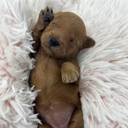 Goldendoodle Puppies from True Friend Doodles