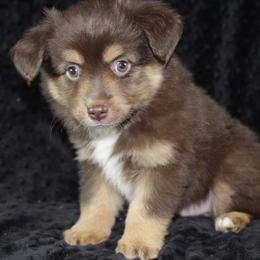 Ross - Red Miniature Australian Shepherd puppy in Paris, Texas from Kuttin’ Up Mini Aussies