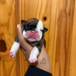 Girl 1 - Red and white female Bulldog puppy in Wolf Creek, Oregon from Dejah Bleu Bulldogs