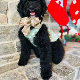 Girl 1 - Black and white Bernedoodle puppy in Natural Bridge, Virginia from Rockbridge Puppies