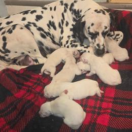 Boy 7 - White and black male Dalmatian puppy in Sharpsburg, Maryland from Antietam Dalmatians