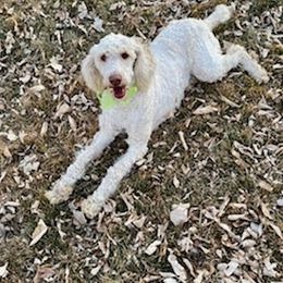 Aussiedoodles, Goldendoodles, and Poodles from Out West Doodles