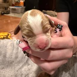 Caramel Girl - Caramel female Australian Labradoodle puppy in Saint Louis, Missouri from Gateway Australian Labradoodles