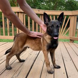 Artak's Home Samurai - Red male Belgian Malinois puppy in Monroe, North Carolina from Artaks Home Malinois