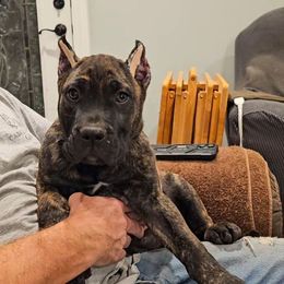 White Collar - Tiger male Perro de Presa Canario puppy in Pocahontas, Illinois from Cabeza Grande Kennel