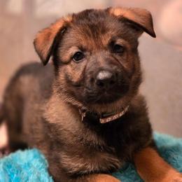 Gray Collar (Calypso) - Sable female German Shepherd puppy in Hermitage, Pennsylvania from Shepherds of the Hundred Acres