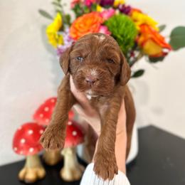 Alice - Caramel red female Australian Labradoodle puppy in Palmdale, California from Pixie Doodle Paws