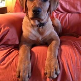 Labrador Retriever Puppies from Mountain Top View Fox Red Labs