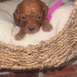 Jazzi - Apricot female Poodle puppy in Okc, Oklahoma from Designer Poos By Diva