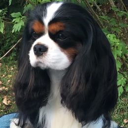 Cavalier King Charles Spaniel All Grown Up from Evera True Spaniels by Michele True
