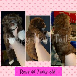 Havanese Puppies from Happy Havi Tails