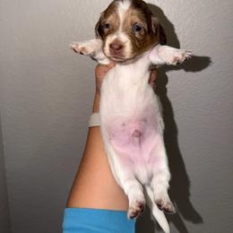 Boy 1 - Piebald male Dachshund puppy in Oroville, California from Barnes’ Doxies