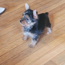 Sheldon - Black and tan male Yorkshire Terrier puppy in Grafton, West Virginia from Gemstone Kennel