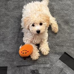Sparkle - Cream female Poodle puppy in Moses Lake, Washington from Chuladoodles